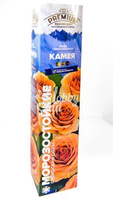 Роза Камея Чайно-гибридная (1 шт. в коробке) Семена Алтая