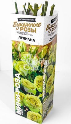 Роза Лувиана Спрей (мини-роза) (1 шт. в коробке) Семена Алтая Хит продаж!