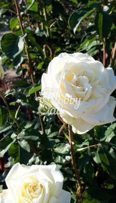 Роза Маунт Шаста чайно-гибридная (1 шт)