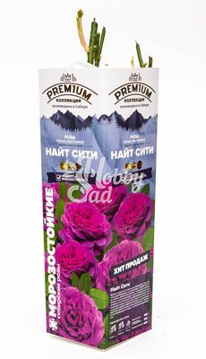 Роза Найт Сити Патио (кустовая) (1 шт. в коробке) Семена Алтая Хит продаж!