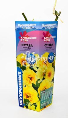 Роза Оттава Клаймбер (плетистая) (1 шт. в коробке) Семена Алтая