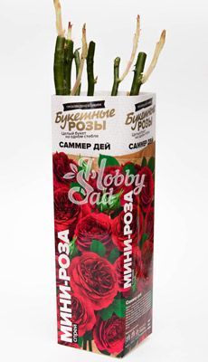 Роза Саммер Дей Спрей (миниатюрная, кустовая (1 шт. в коробке) Семена Алтая 