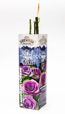 Роза Тиара Чайно-гибридная (1 шт. в коробке) Семена Алтая Хит продаж!