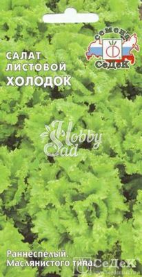 Салат Холодок листовой (0,5 г) Седек