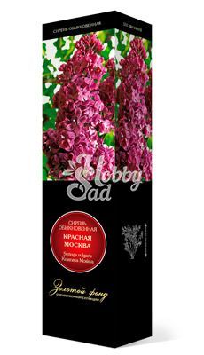 Сирень Красная Москва обыкновенная