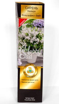 Сирень Мейера Флауэрфест Вайт (Серия Патио)