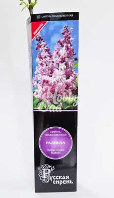 Сирень Радмилла (серия Русская Сирень)
