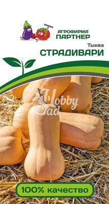 Тыква Страдивари (10 шт) Партнер