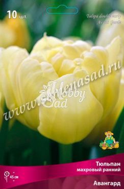 Тюльпан Авангард 11/12 ранний (10 шт) Поиск