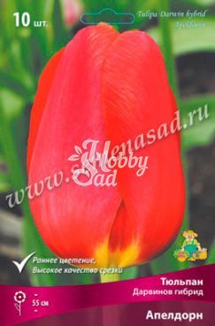 Тюльпан Апелдорн Дарвинов гибрид 11/12 (10 шт) Поиск