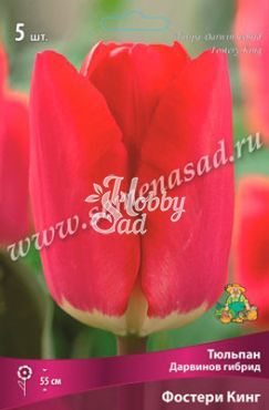 Тюльпан Фостери Кинг 12/+ (5 шт) Поиск