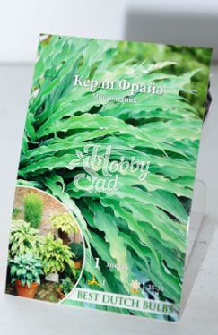 Хоста Керли Фрайз (1 шт) /арт. НК386684/