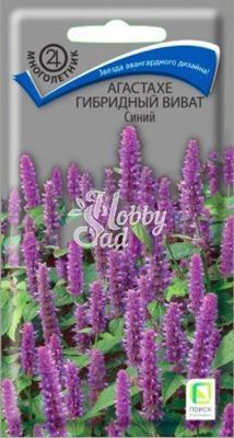 Цветы Агастахе Виват синий гибридный (10 шт) Поиск