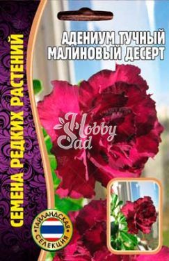 Цветы Адениум Малиновый Десерт (3 шт) ЭКЗОТИКА Комнатные