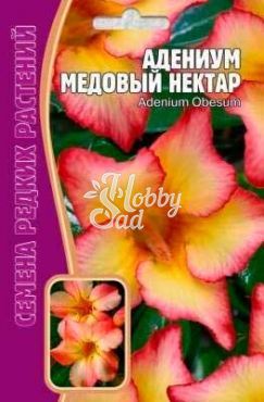 Цветы Адениум Медовый Нектар (3 шт) ЭКЗОТИКА Комнатные