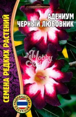 Цветы Адениум Черный Любовник (3 шт) ЭКЗОТИКА Комнатные