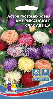 Цветы Астра Американская Красавица густомахровая (0,2 г) Уральский Дачник