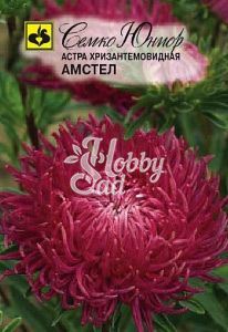 Цветы Астра Амстел хризантемовидная (0,5 г) Семко