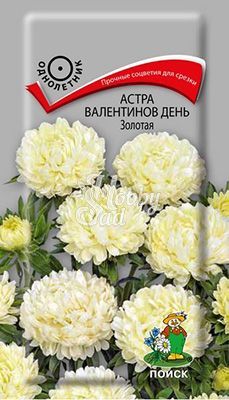 Цветы Астра Валентинов день золотая (0,2 г) Поиск