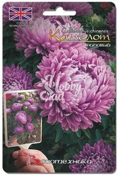 Цветы Астра Камелот лиловый (40 шт) Биотехника