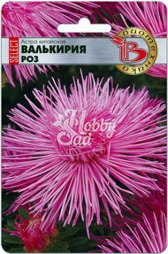 Цветы Астра китайская Валькирия SELECT Роз (30 шт) Биотехника
