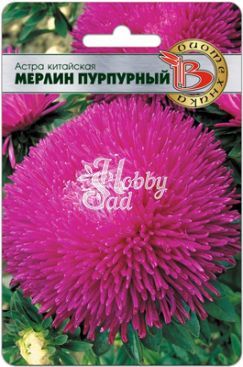 Цветы Астра китайская Мерлин Пурпурный (50 шт) Биотехника