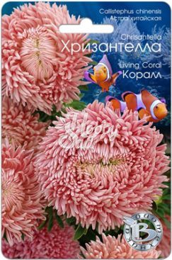 Цветы Астра китайская Хризантелла Коралл (30 шт) Биотехника