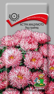 Цветы Астра Мацумото Ред Страйпед (0,3 г) Поиск