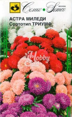 Цветы Астра Миледи сортотип Триумф (смесь) (0,5 г) Семко