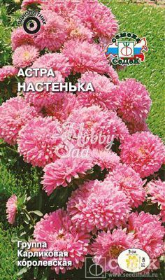 Цветы Астра Настенька (0,25 г) Седек