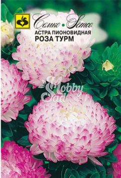 Цветы Астра Роза Турм пионовидная (0,5 г) Семко