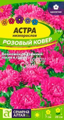 Цветы Астра Розовый ковер низкорослая (0,3 гр) Семена Алтая