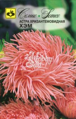 Цветы Астра Хэм хризантемовидная (0,5 г) Семко