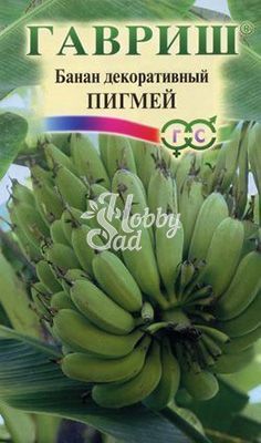 Цветы Банан декоративный Пигмей (3 шт) Гавриш