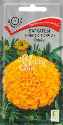 Цветы Бархатцы Гавайи (Тагетес прямостоячий) (0,4 г) Поиск