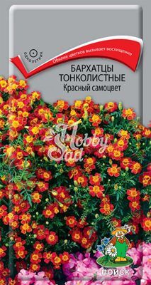 Цветы Бархатцы Красный Самоцвет тонколистные (Тагетес) (0,1 г) Поиск