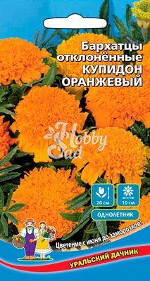 Цветы Бархатцы Купидон оранжевый отклоненные (0,2 г) Уральский Дачник