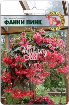 Цветы Бегония Фанки Пинк гибридная (5 шт) Биотехника