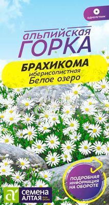 Цветы Брахикома Белое озеро (0,05 г) Семена Алтая серия Альпийская горка