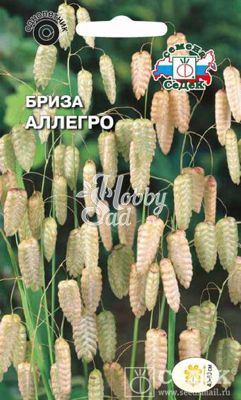 Цветы Бриза Максима Аллегро (трясунка большая) (0,5 г) Седек