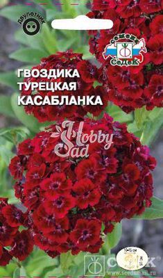 Цветы Гвоздика Касабланка турецкая (0,5 г) Седек