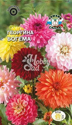 Цветы Георгина Богема (смесь высокорослых цветов )(0,2 г) Седек