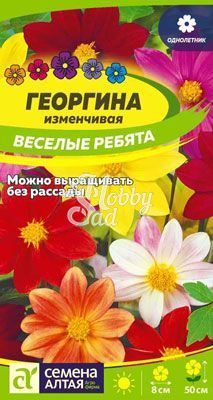 Цветы Георгина Веселые Ребята (0,2 г) Семена Алтая