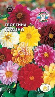 Цветы Георгина Казино (0,2 г) Седек