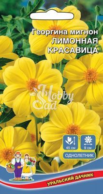 Цветы Георгина Лимонная  Красавица мигнон (0,2 г) Уральский Дачник