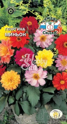 Цветы Георгина Миньон (смесь низкорослых цветов )(0,2 г) Седек