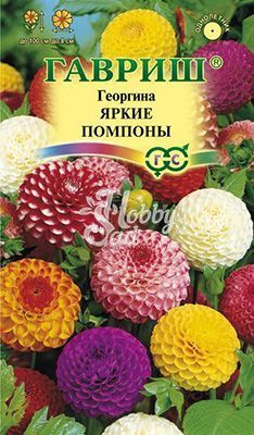 Цветы Георгина Яркие помпоны (0,2 г) Гавриш 