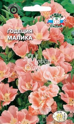 Цветы Годеция Малика (0,1 г) Седек