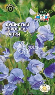 Цветы Душистый Горошек Капри  (1 г) Седек