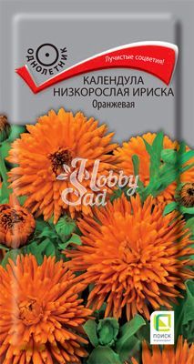 Цветы Календула Ириска Оранжевая низкорослая (10 шт) Поиск